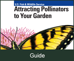 Guide Pollination